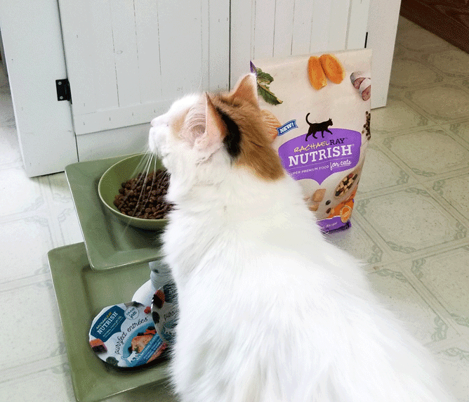 DIY Farmhouse Style Cat Litter Box Furniture For The Home