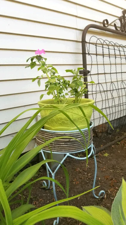 The ceramic pot painted succulent green with impatients sitting in a teal metal plant stand.