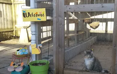 The finished welcome sign with a kitty in the background enjoying the catio.