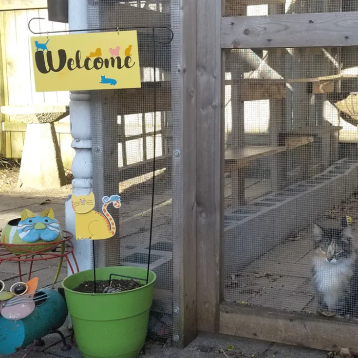 The finished welcome sign with a kitty in the background enjoying the catio.