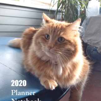 Cute orange tabby cat for the cover of the 2020 planner book